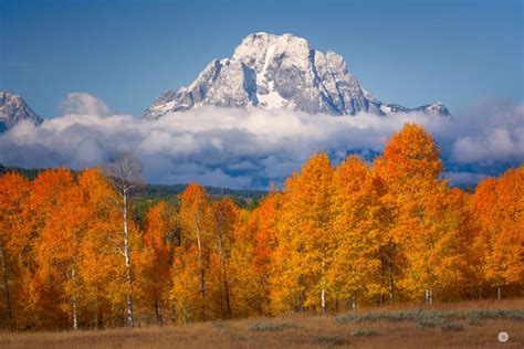 Autumn Trees Grand Teton September Earthsky