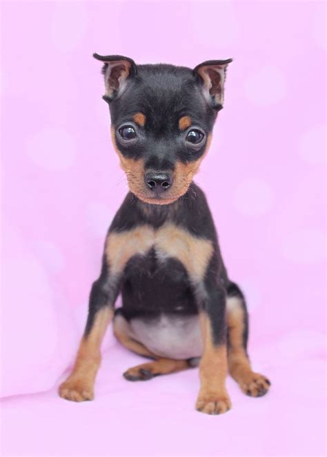 Min Pin Puppies For Sale Change Comin