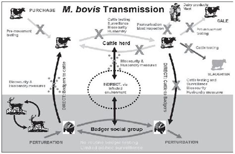 Bovine Transmission X Gif Pixels Transmission Biology