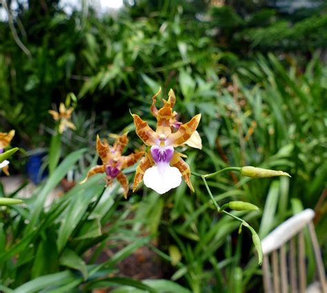 Miltonia Clowesii Diego Species Orchid 12 19 100th V Flickr