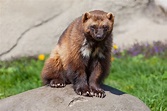 Wolverine Facts - Animal Facts Encyclopedia