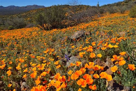 Wildflowers Peridot Arizonasan Carlos Apache Reservation