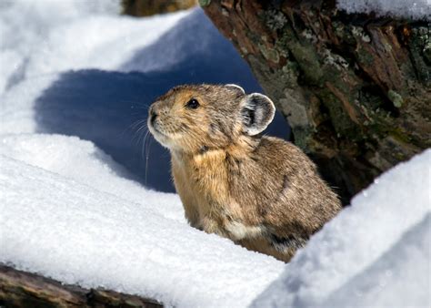 Just Our Nature Front Range Pika Project Augsep