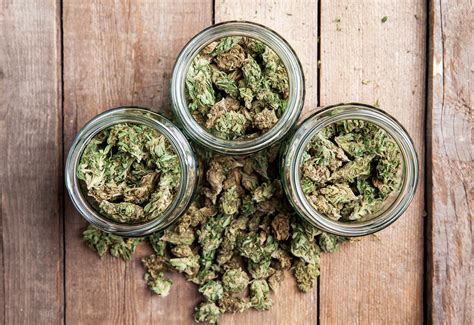 Cannabis Harvest A Few Basic Steps For Guaranteed Success