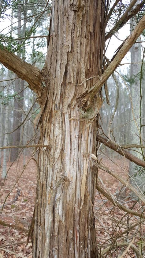 Eastern Red Cedar Glen Arboretum