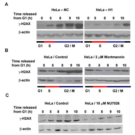 Cell Cycle Associated H2AX Phosphorylation In ATM Deficient Cells The