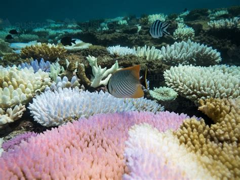 Image Of Fish And Coloured Coral On The Great Barrier Reef Austockphoto