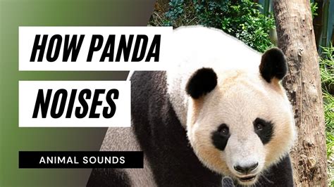 The Animal Sounds Pandas Sound Effect Animation Youtube