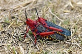 Two red locusts mating stock photo. Image of mating, feeler - 18017898