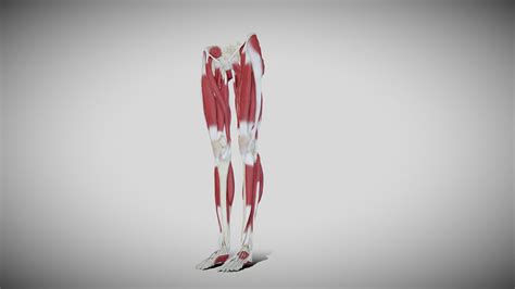 Female Lower Limb Anatomy Buy Royalty Free 3d Model By Ebers 41c3f25