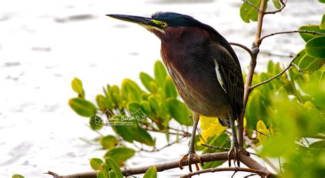 Florida Wildlife Photo Travel And Tours Gallery