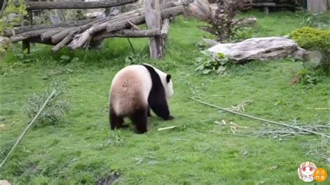 Panda，kungfu Panda Youtube
