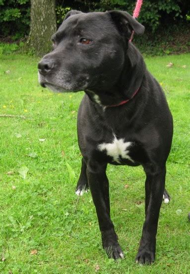 charlie  year  male labrador cross staffordshire bull terrier dog  adoption