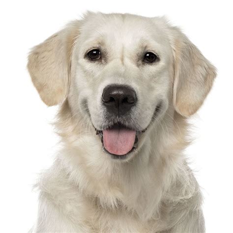 Golden Retriever Características Tipos Y Cuidados Razas De Perros