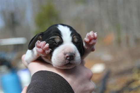 Beagle Puppy Just Born