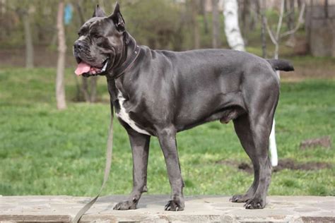 Cane Corso Ultimate Guide Pictures Characteristics And Facts Animals