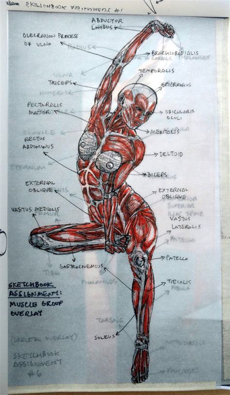 Pin By Sindo Vazquez On Anatomia Dibujo Anatomy Sketches Anatomy