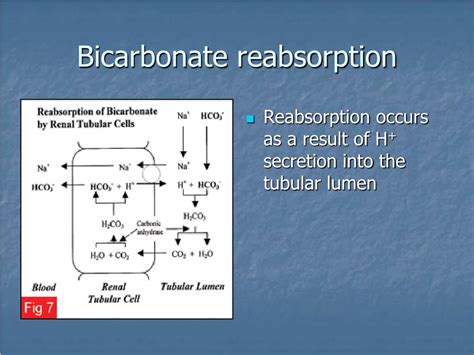 Ppt Renal Physiology Powerpoint Presentation Free Download Id6369491