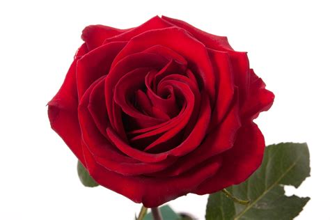 Безплатни червени рози изтеглете безплатни картинки безплатни