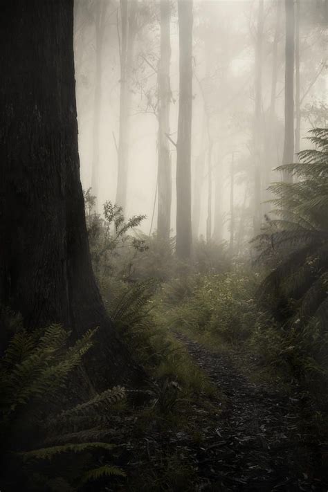 Fog Photograph From Darkness By Amy Weiss Misty Forest