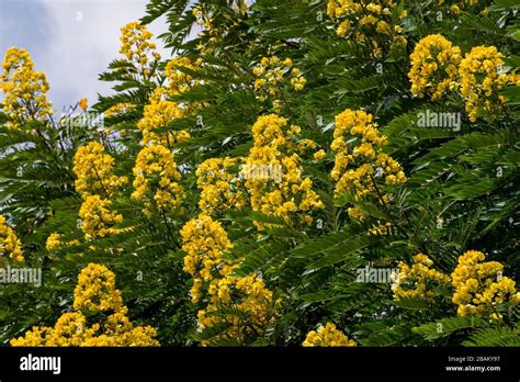Ornamental Tree With Yellow Flowers Hi Res Stock Photography And Images