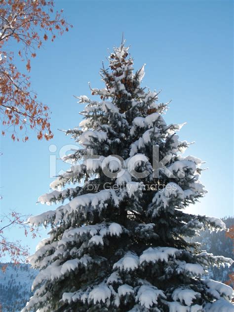 Snow Covered Natural Christmas Tree Post Card Stock Photo Royalty