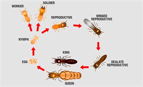 Clark's has an experienced and qualified staff dedicated to serving south carolina with expertise in controlling termite and pest activity. Universal Hi Care | 9350493502 | Pest Control company in ...