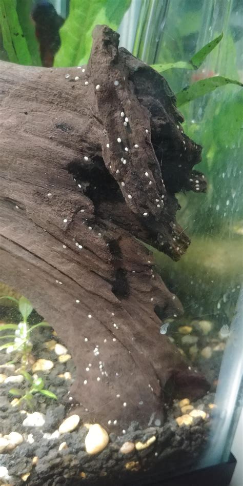 What Are These Small White Dots On My Drift Wood Aquariums