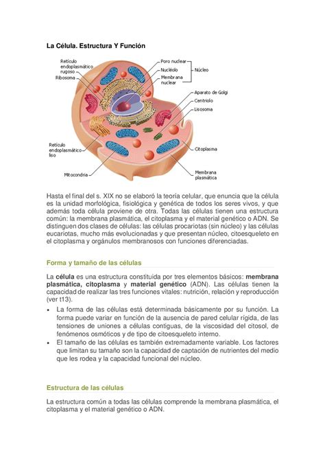 マーガレットミッチェル インデックス 湿度 Nucleo Citoplasma Y Membrana Plasmatica Son Las