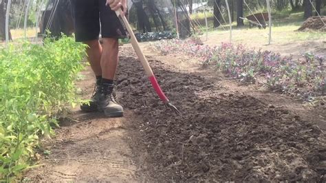 Step By Step No Till Bed Prep And Direct Seed Spinach Youtube