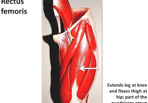 Quadriceps Femoris Muscle Human Leg Muscles Diagram