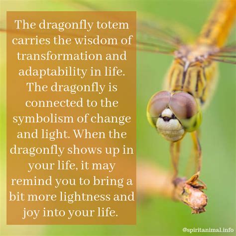 Dragonfly Totem And Spirit Animal Meaning Spirit Animal Meaning