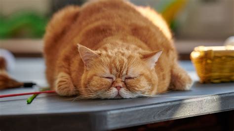 Wallpaper Fat Cat In Sleeping 5120x2880 Uhd 5k Picture Image