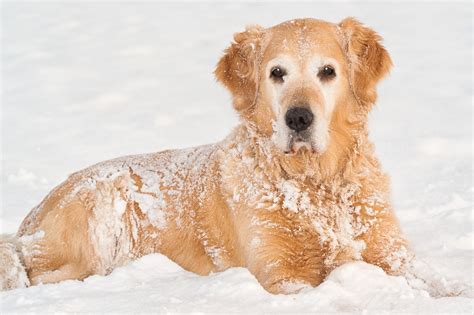 Wallpaper Snow Puppy Lying Vertebrate Snout Dog Like Mammal