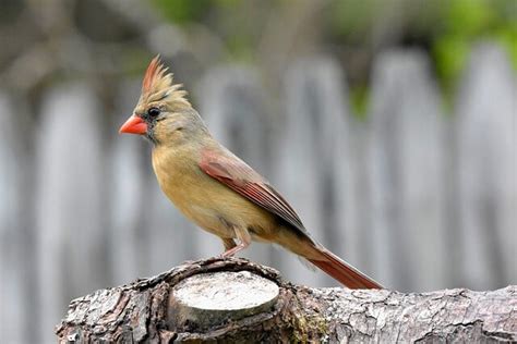17 Birds That Look Like Cardinals The Ultimate Guide Learn Bird