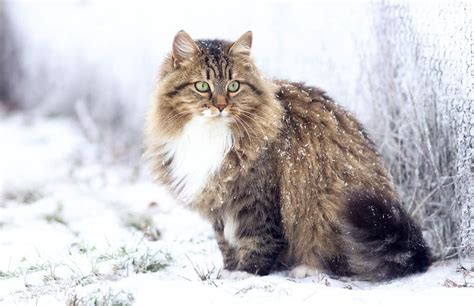 Siberian Cats The Ultimate Guide To Their History Types