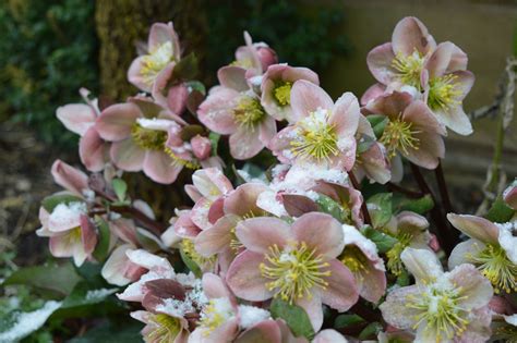 The Best Winter Flowers To Brighten Up Your Garden Winter Plants