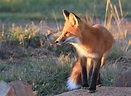 What to do When Foxes Move In : The National Wildlife Federation Blog