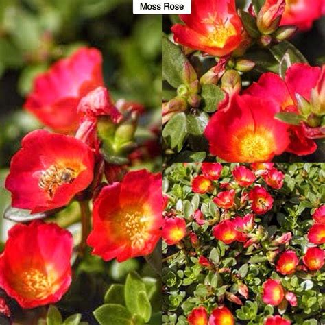 Tolerates some afternoon shade in hot summer climates. Moss Rose Portulaca grandiflora Type: Succulent Annual ...