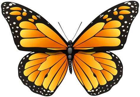 Orange Butterfly PNG Clip Art | Butterfly clip art, Butterfly drawing, Butterfly images clip art