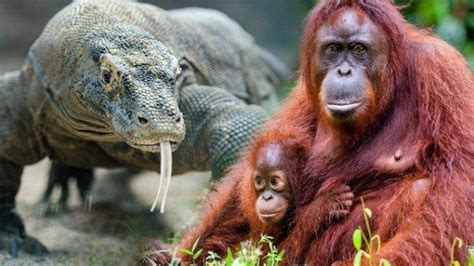 Termasuk Komodo Ini 7 Binatang Khas Indonesia Yang Langka Dan Terancam