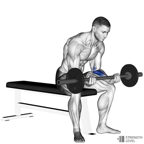Wrist Curl Standards For Men And Women Kg Strength Level