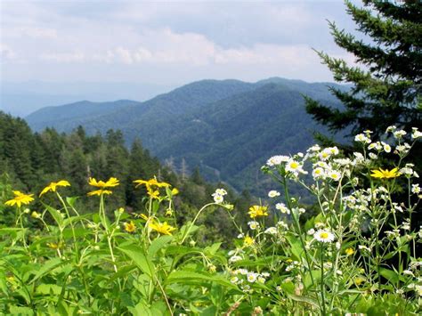 Smoky Mountain wildflower pilgrimage begins - al.com