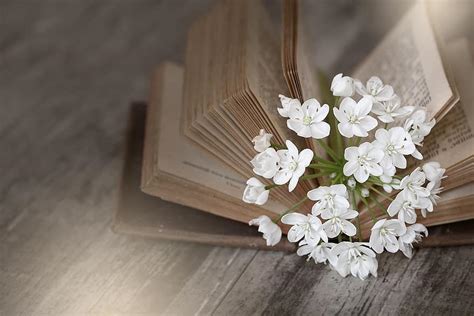 Book Old Used Old Book Book Pages Flower Flowers White Allium