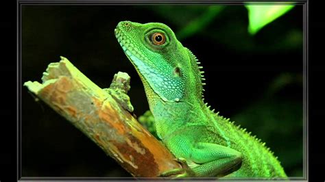 Top 10 Best Reptile And Amphibian Pets Youtube