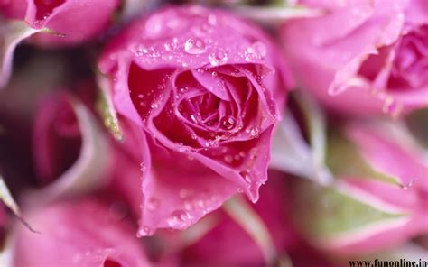 Free Download Pink Rose Wallpapers Attractive Pink Roses Hd Wallpapers