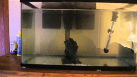 Quarantine Tank Setup Youtube