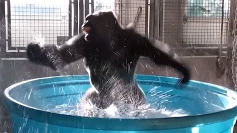 Watch Gorillas Latest Dance Moves As He Makes A Splash In Kiddie Pool