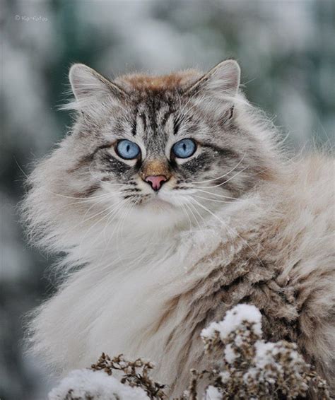 Beautiful Siberian Cat In The Snow Siberische Kat Mooie Katten En