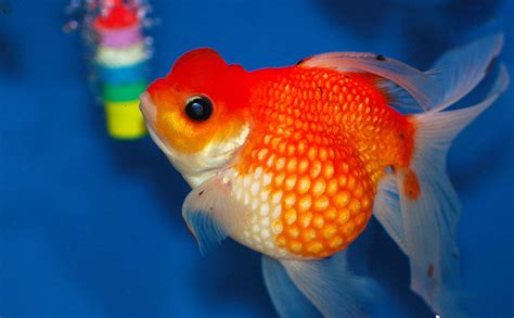 Oranda Pearlscale Goldfish 4 Best4pets